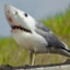 SharkGuLL