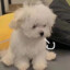 小波Bobopo