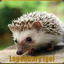 Legendary Igel