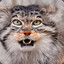 Otocolobus Manul