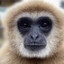 gibbon