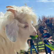 满山泼猴我腚最红