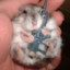 hamster_man