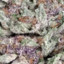 GrandDaddyPurple