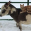 (KLR) Cat on a fucking Donkey