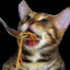parm spagert with bassil