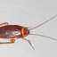 Cockroach