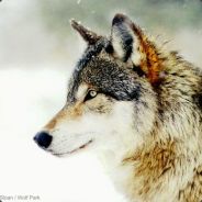 wolf - steam id 76561197963153369