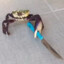 knifecrab