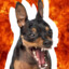 Pinscher