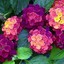 Lantana