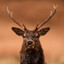DeerOff