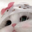 Sooqua po lubvi's avatar
