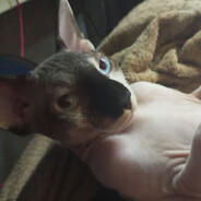 Донэ Пердаонэ