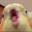 nadoelo