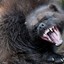 TINYBEAR