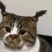 Big Avatar