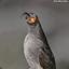 BadBird