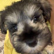 我的小狗叫臭臭