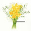 Freesia