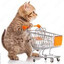 shppoping cart kitty