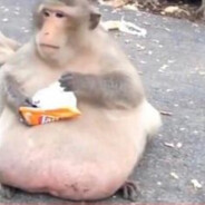 Jorginho e muito sexo