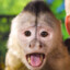 Monkey_King