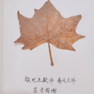 又是白给的一天