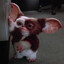 Gizmo