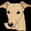 Whippets