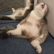 MJAU MJAUUUUUUUUUUUUUUUUUU