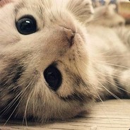 Stew -iwnl- - steam id 76561197961691176