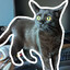 Kattsallad