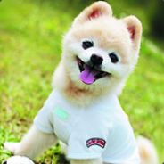 我在地上等妹子掉下来