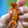 Newt