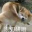 新西兰小母牛