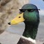 EpicDuck