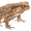Bufo Bufo (KC)