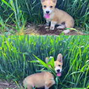 翻斗花园开银趴要操就