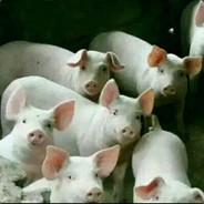 尼古拉斯张大彪