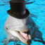 DapperDolphin