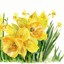 daffodil