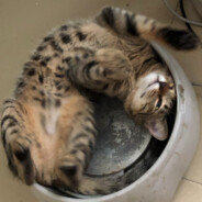 巴啦啦能量全身变