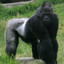 ｓｉｌｖｅｒｂａｃｋ