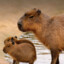 EL capybara