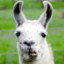 Sarcastic Llama