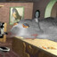 Royal Rat Authority