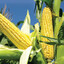 Corn Field