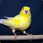 Singin canary