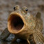 Pog Mudfish